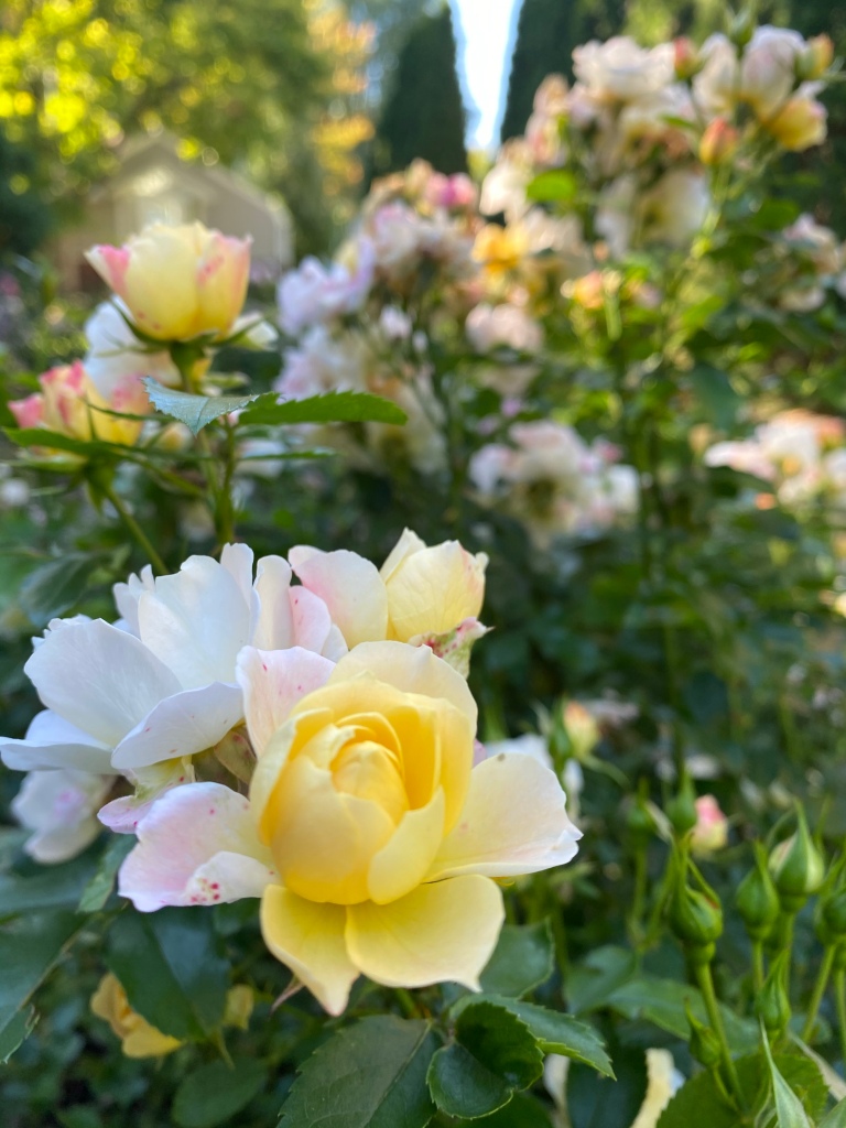 Roses at Cheney Mansion in Oak Park, Illinois