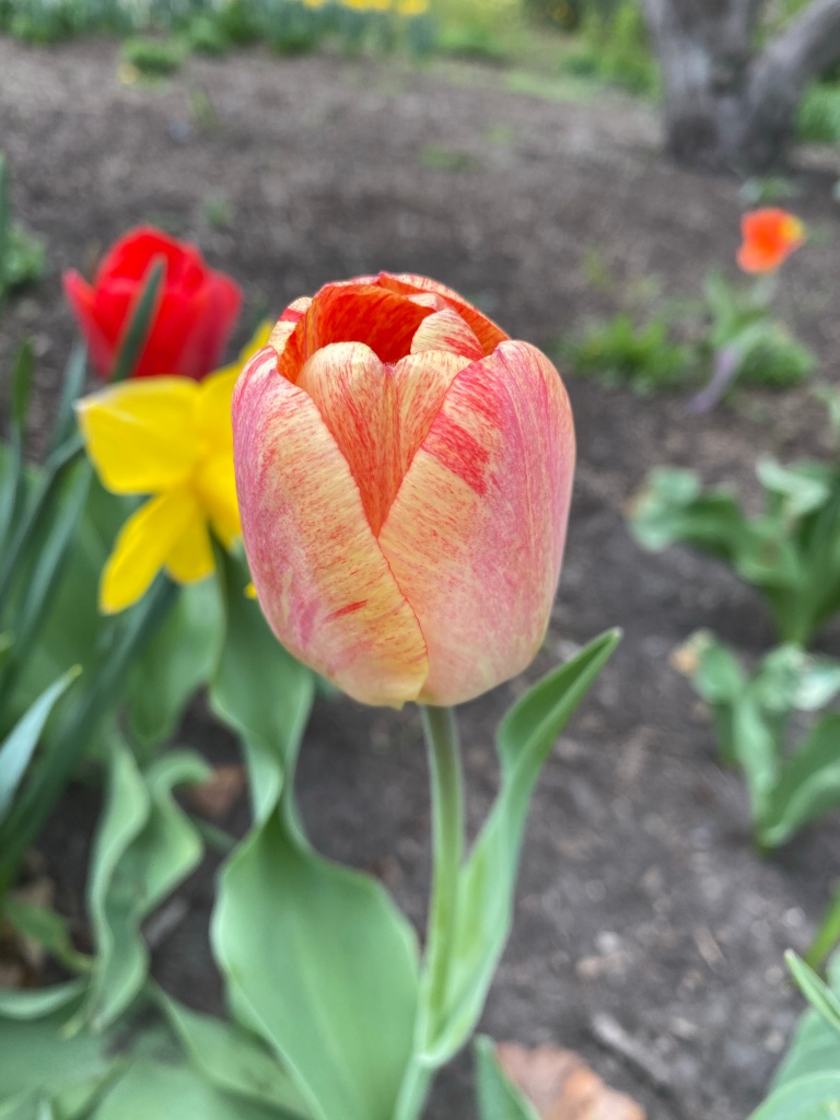Cheney Mansion in Oak Park, Illinois. Springtime tulips.