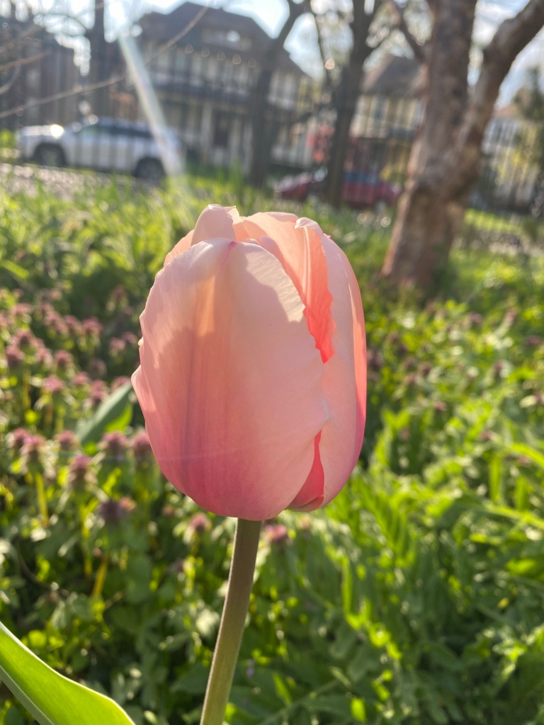 Cheney Mansion in Oak Park, Illinois. Springtime tulips.
